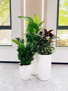 解锁宁波海曙，花木租赁设计的创意密码！